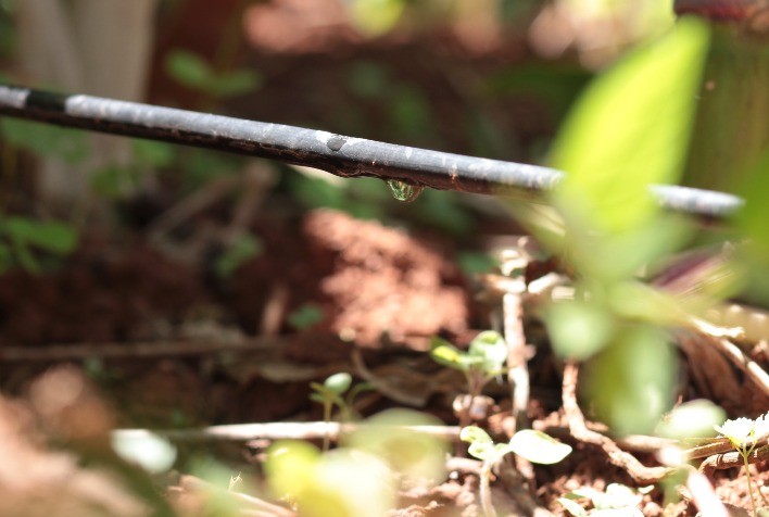 Dia Mundial da Conservação da Água: Irrigação tecnificada garante uso consciente da água e aumento de produtividade