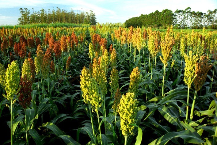IBGE: safra de sorgo será maior