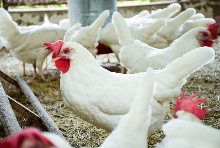 Integridade gastrointestinal potencializa eficiência nutricional e reduz custos com a dieta das aves