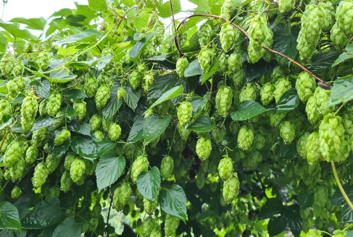 Lúpulo tem potencial de cultivo em SC