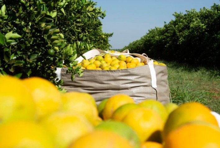 Exportação de frutas cítricas pode crescer com produtores do Norte de Minas