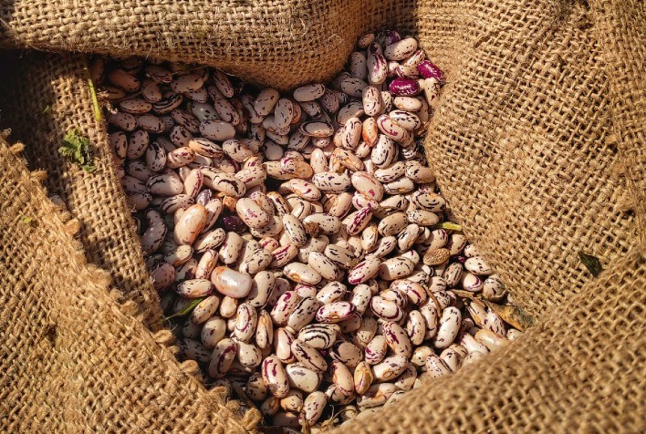 Pesquisadores da Secretaria da Agricultura lançam nova cultivar de feijão