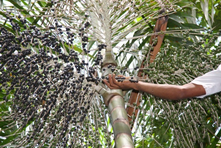 BIOECONOMIA: Mapa seleciona projetos para fortalecer produtos e serviços da sociobiodiversidade na Amazônia Legal