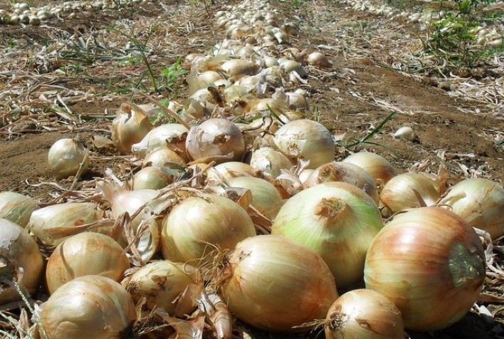 Com recuperação de safra, Santa Catarina se mantém como o maior produtor de cebola do país