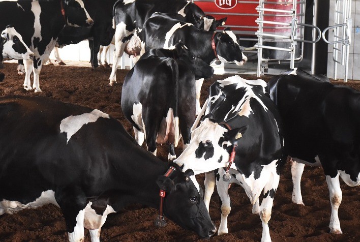 Produtor de leite explica como aderiu à ordenha robotizada após entender que 