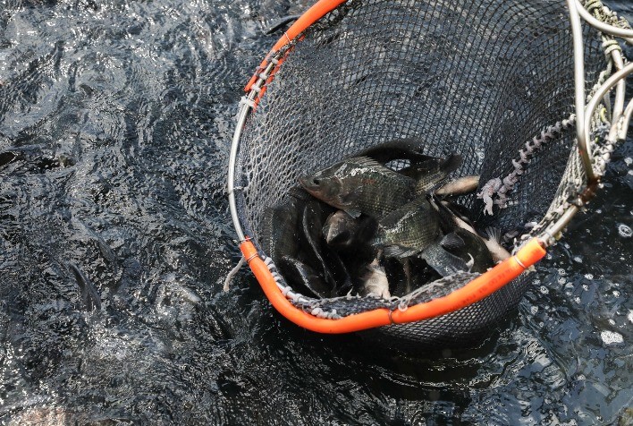 Conab divulga edição especial sobre setor de aquicultura e pesca