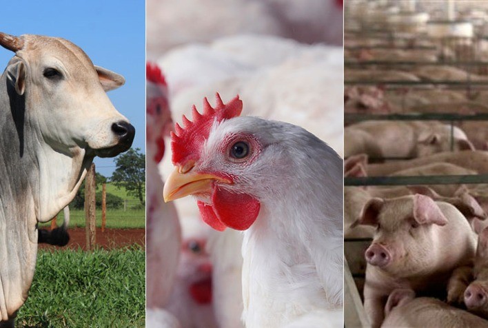 Desempenho do frango, boi e suíno vivos em abril e no primeiro quadrimestre de 2022