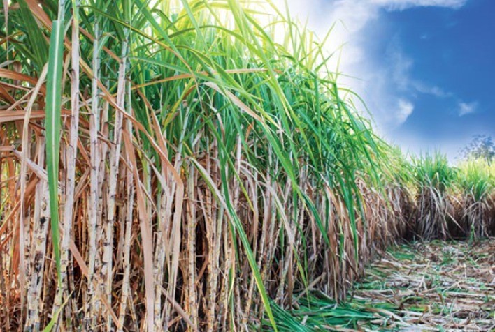 CMAA projeta lucro de R$ 2 bilhões na safra de cana-de-açúcar 2022/23