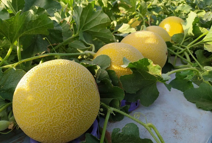 Melão: da Caatinga para o mundo