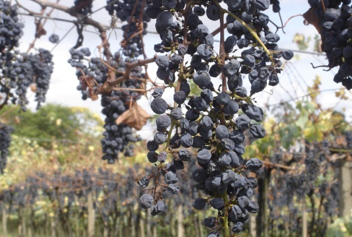 Produtores de uva da Serra Gaúcha precisam avaliar investimentos em irrigação para a próxima safra