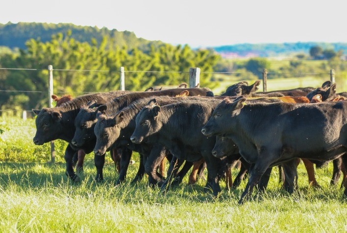 Cotações pecuárias registram ligeiro aumento na temporada de vendas de outono gaúcha