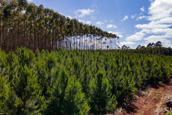 Ciência atualiza dados de estoque de carbono em plantios florestais