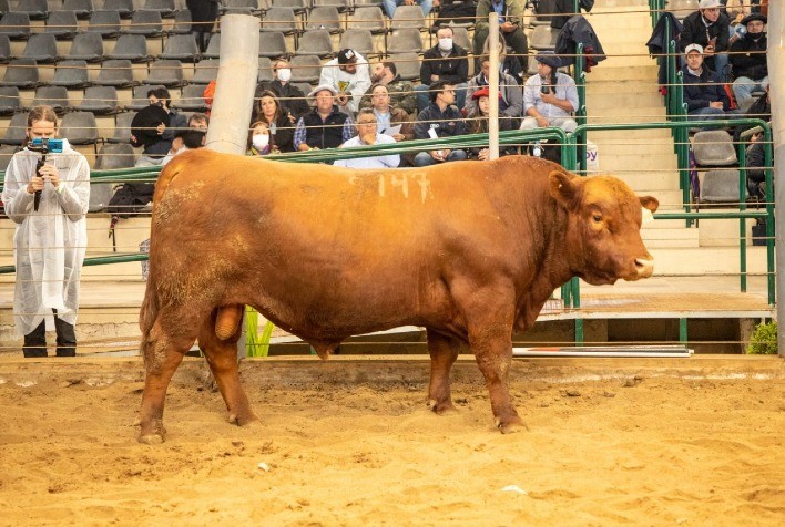 Sêmen do Melhor Macho Angus PO da Expointer vai a leilão