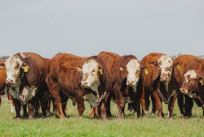 Touros “presidentes” se destacam no mercado de inseminação artificial brasileiro