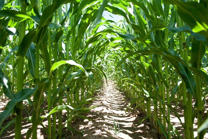 Copacol Agro: UPL apresenta soluções para o manejo de pragas e doenças do milho em Cafelândia (PR)