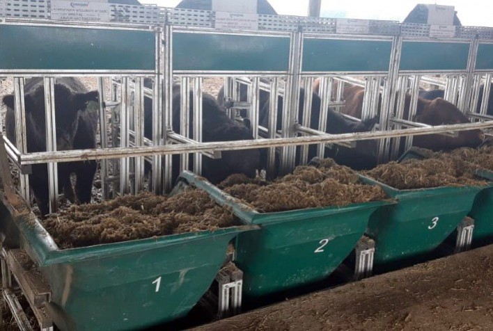 Animais dão início à fase de avaliação na Prova de Eficiência Alimentar Angus