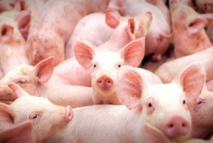 Produção de suínos de Cuba cai mais de 50% em 2021