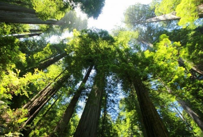 Estudo aponta que quase metade das empresas desconhecem o conceito de Pegada de Carbono