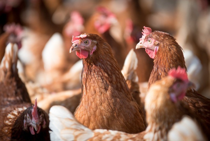 Nutrição adequada na recria das aves de postura é chave para a alta produtividade