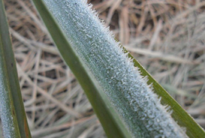 Área de cana em SP tem geada, mas sem registro de grandes danos para safra