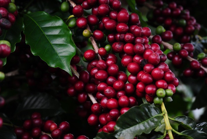 Café: potência brasileira que move prosas e transformação