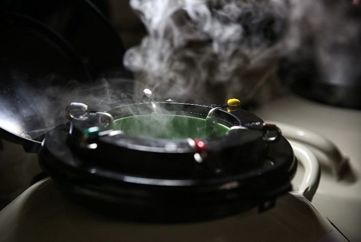 Exportações de genética bovina já cresceram 53% em 2022, aponta Index ASBIA