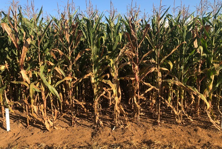 Cigarrinha do milho está presente na maior parte das lavouras de Mato Grosso