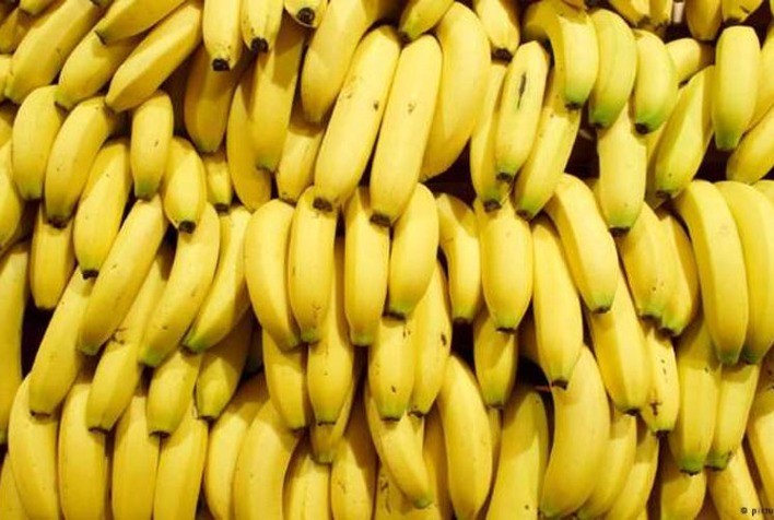 Banana: Preço da nanica sobe no Vale do Ribeira