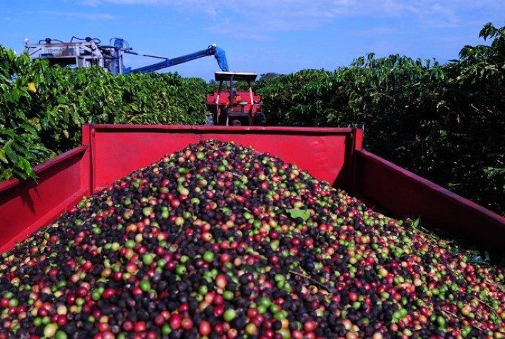 Colheita de café dos cooperados da Cooxupé atinge 7,08% da área