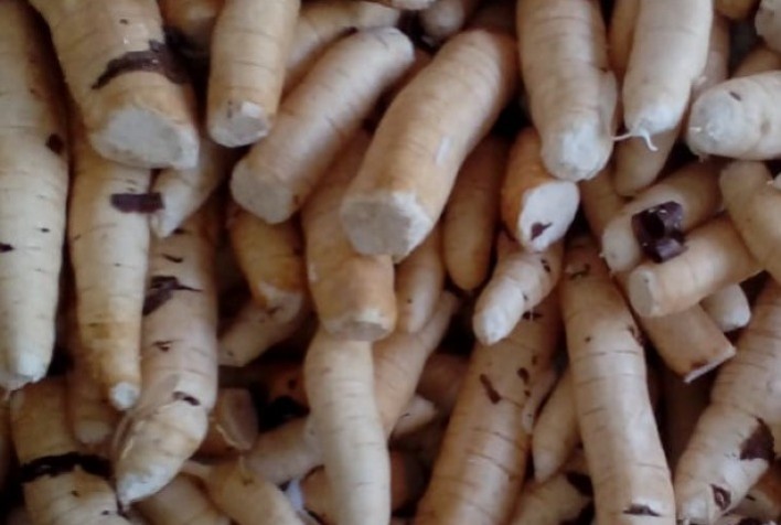 Projeto pode melhorar a produção de mandioca no Piauí