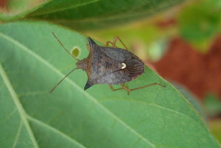 Albaugh anuncia nova solução para controle de percevejos