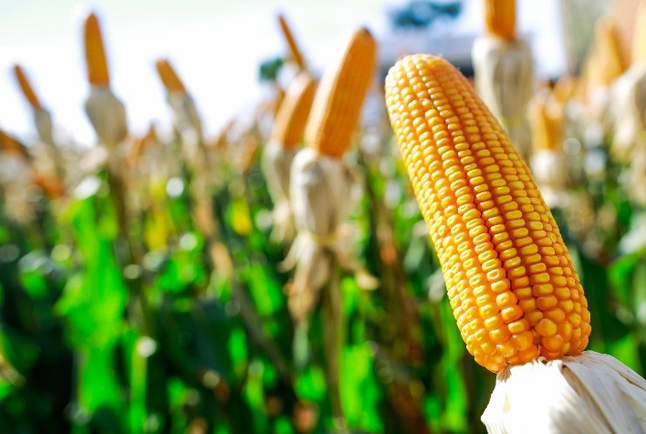 Termina na próxima sexta (17) o prazo para pedidos do Programa Troca-Troca de Sementes