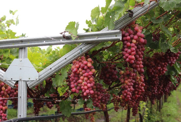 Aumento de produtividade e redução de custos na fruticultura são destaques da Belgo Bekaert na 27ª Hortitec