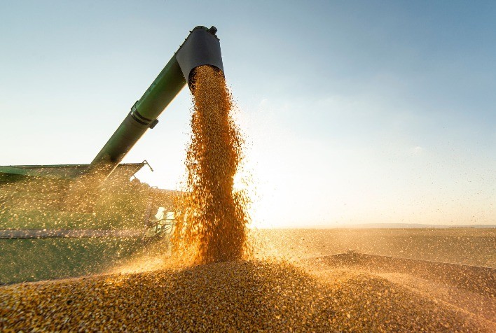 Colheita da safrinha de milho atinge 14,5% no Centro-Sul do Brasil – SAFRAS