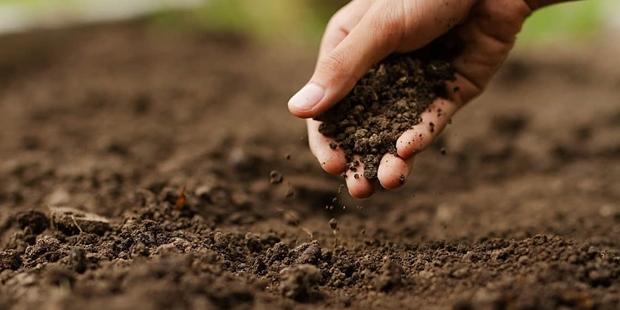 Análise de solo: a importância de fazer antes de plantar