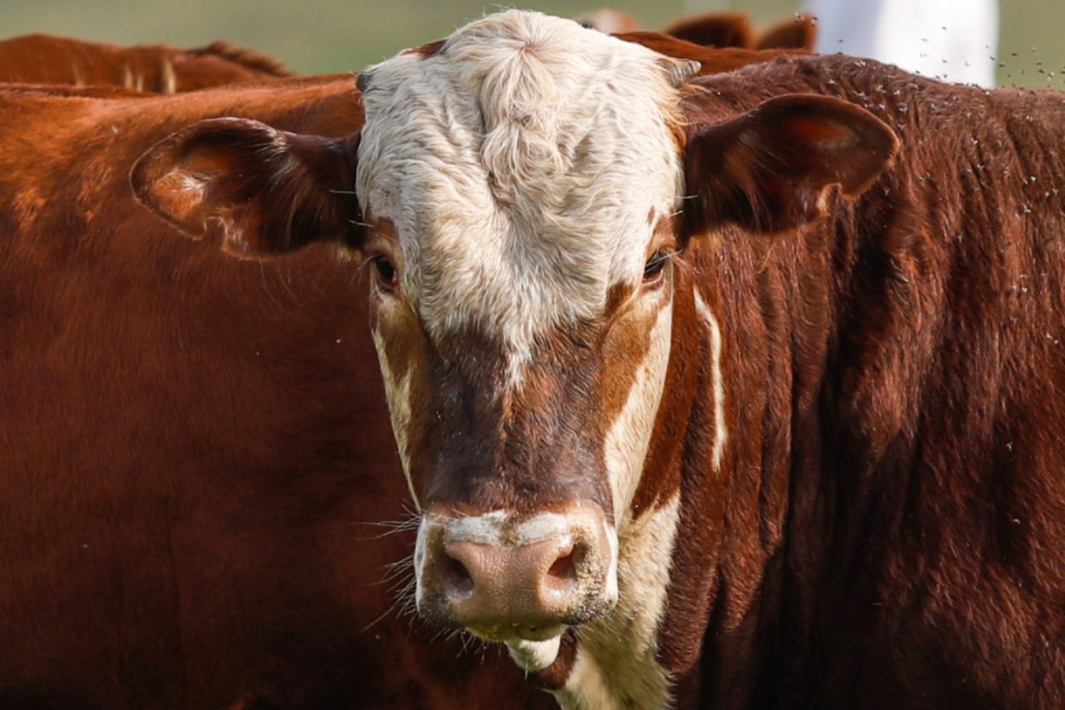 A corrida pela redução da pegada de carbono da pecuária na natureza