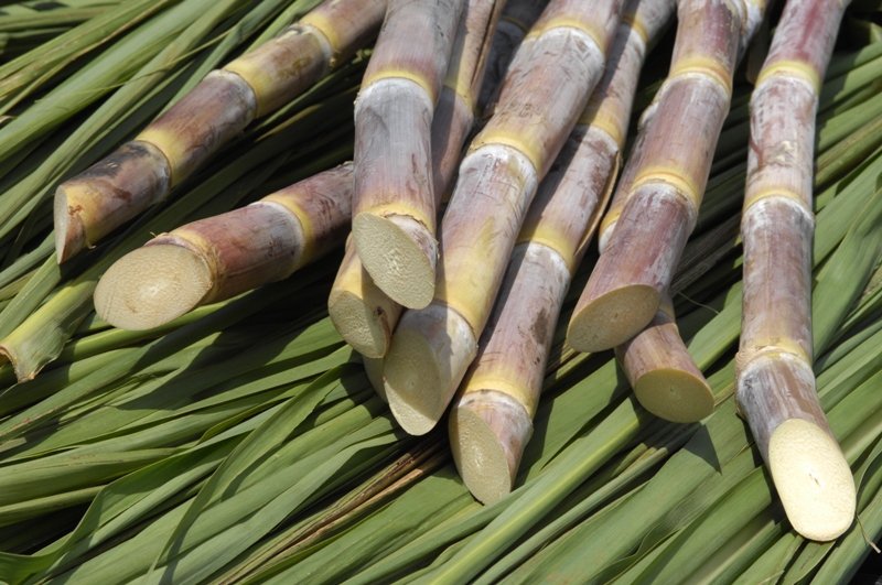 A produção de Cana-De-Açúcar no Brasil