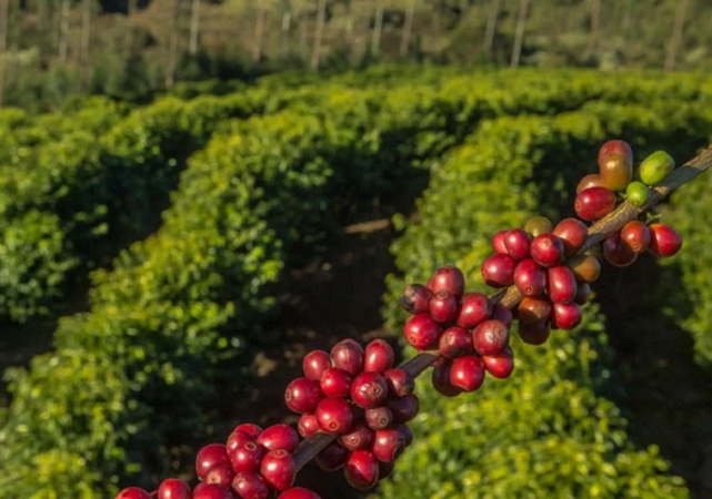 Manejo da cultura do café responde por novo programa de fabricante de defensivos agrícolas