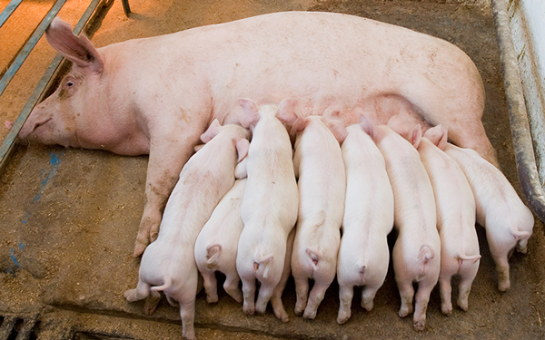 Aditivos fitogênicos ajudam a vencer desafios de matrizes suínas na gestação e lactação