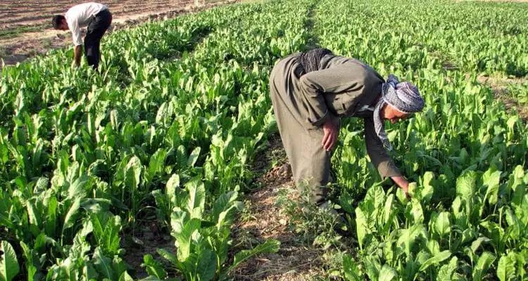 Agricultura Familiar e sua importância para os brasileiros 