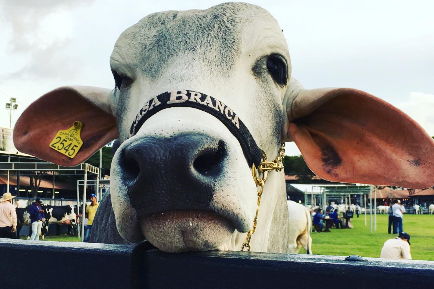 Maior feira de raças zebuínas do mundo acontece em Uberaba, Minas Gerais