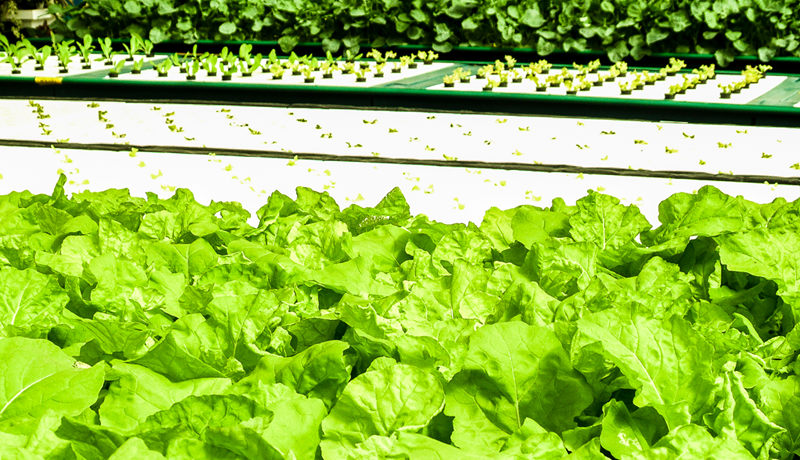 Alface hidropônica: entenda mais sobre esse sistema de cultivo