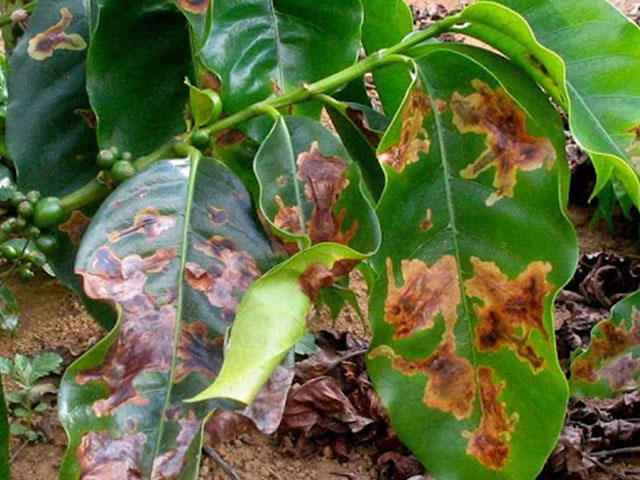 Bicho-mineiro: como controlar essa praga nos cafezais