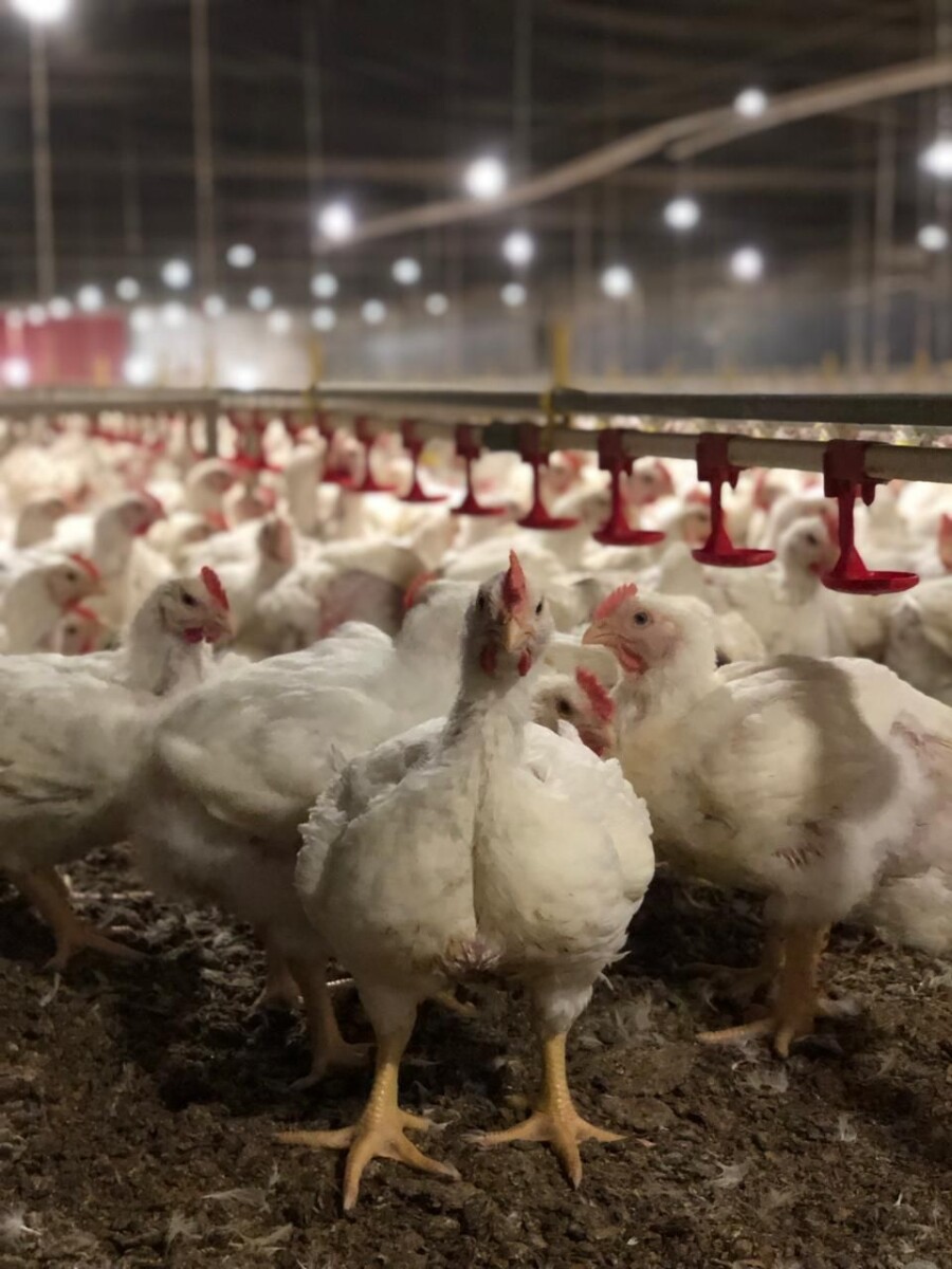 BRF conquista categoria ouro em índice de bem-estar animal