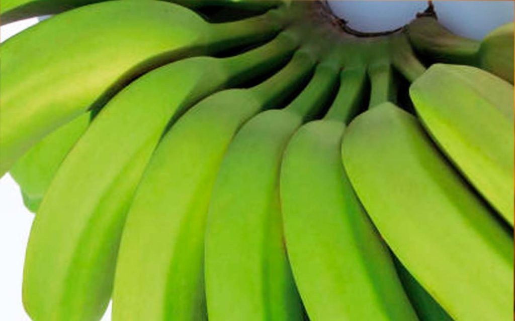 Variedades de banana para testes foram enviadas para a Colômbia