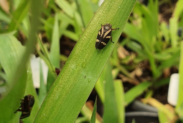 Benefícios do uso de forrageiras resistentes à cigarrinha da pastagem