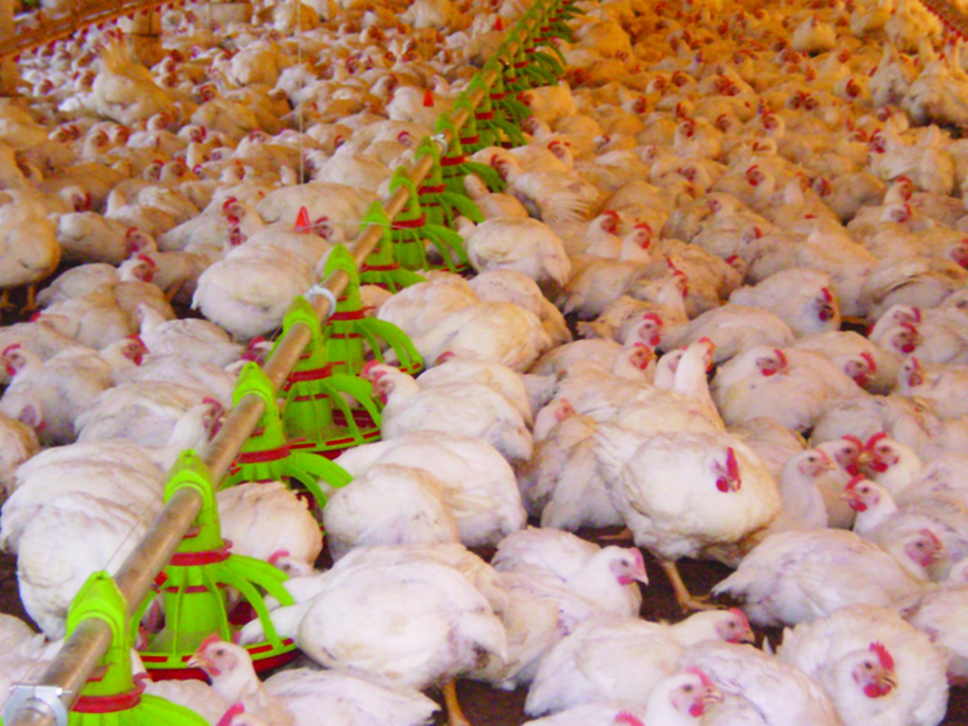 Frango: Preços no atacado estão subindo na primeira quinzena do março