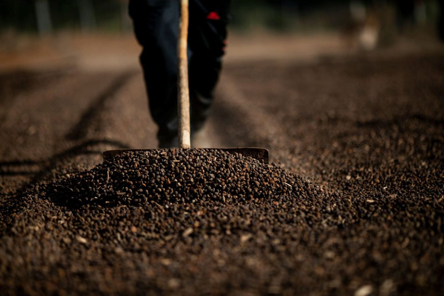 Café arábica toca pico de 7 anos na ICE e robusta atinge máxima de 10 anos