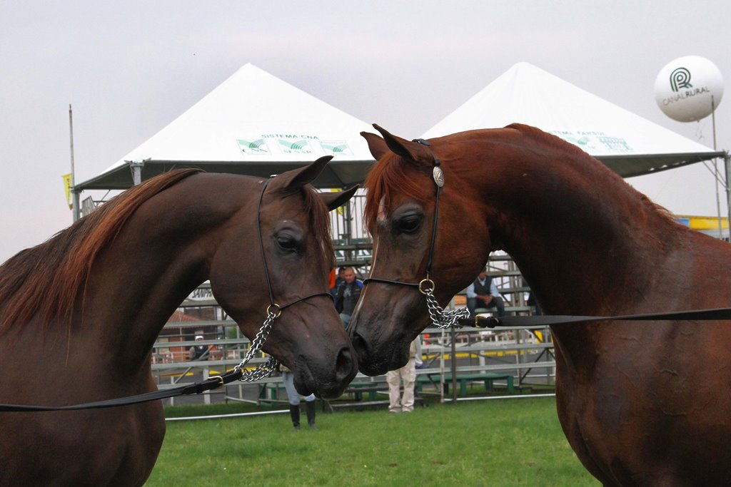 Cavalos fazem parte da vida nas fazendas