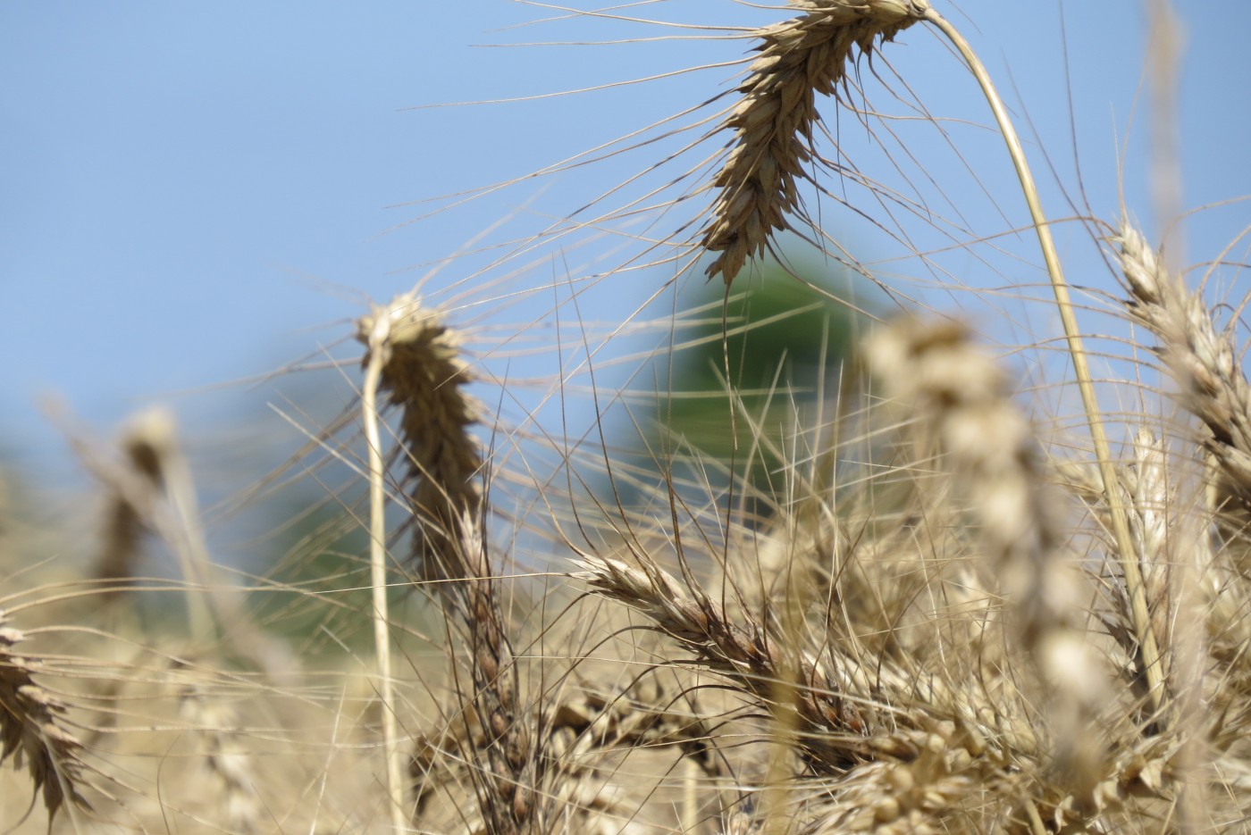Clima seco no Brasil e na Argentina traz preocupações aos produtores de trigo